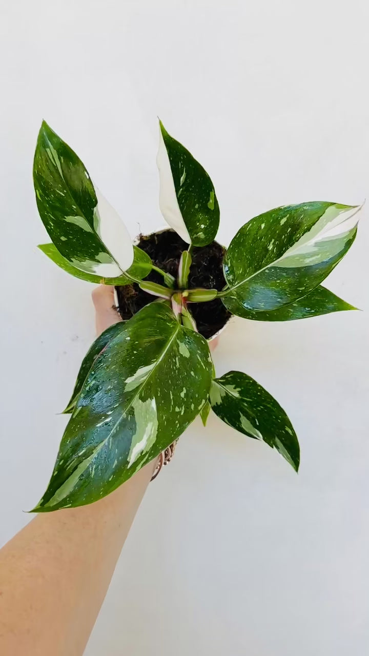 philodendron green princess variegata White Princess Philodendron Plant - 6 Inch Pot