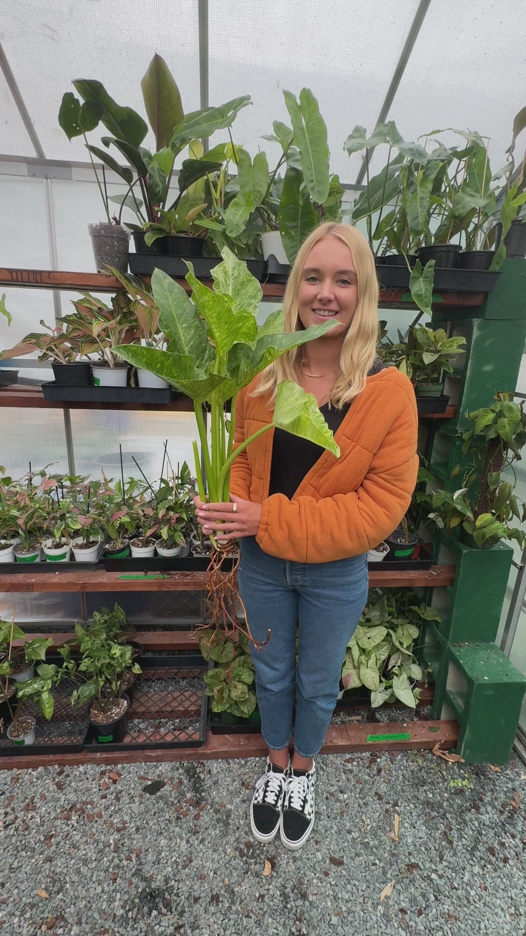 Rare Philodendron Blizzard for sale at Plant Vault