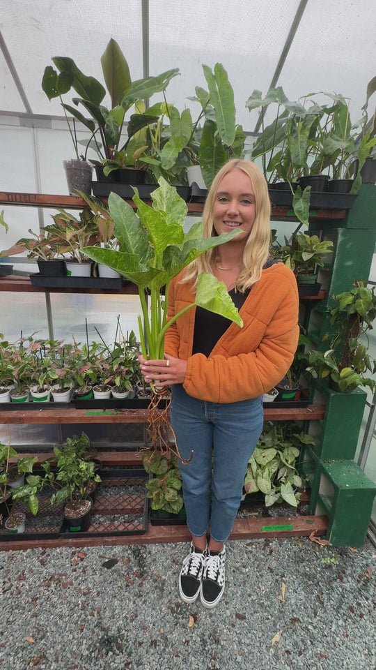 Rare Philodendron Blizzard for sale at Plant Vault