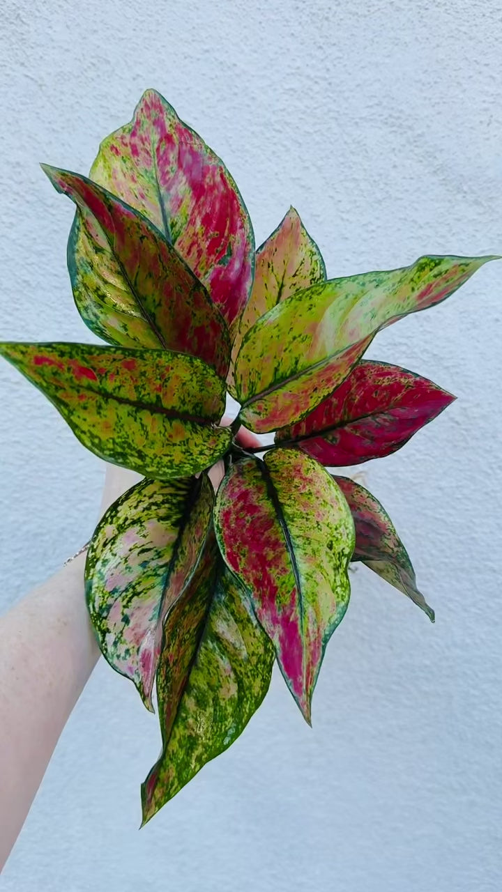 aglaonema heng heng Aglaonema Heng Heng