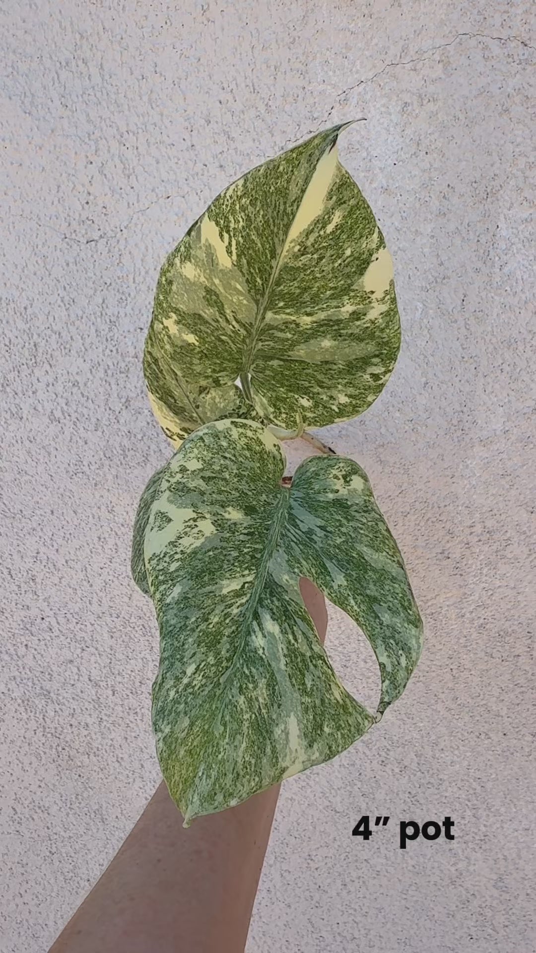 Monstera Legacy variegated monstera