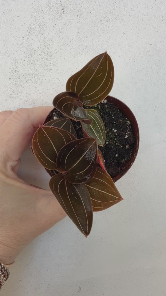Black Jewel Orchid ‘Ludisia Discolor’