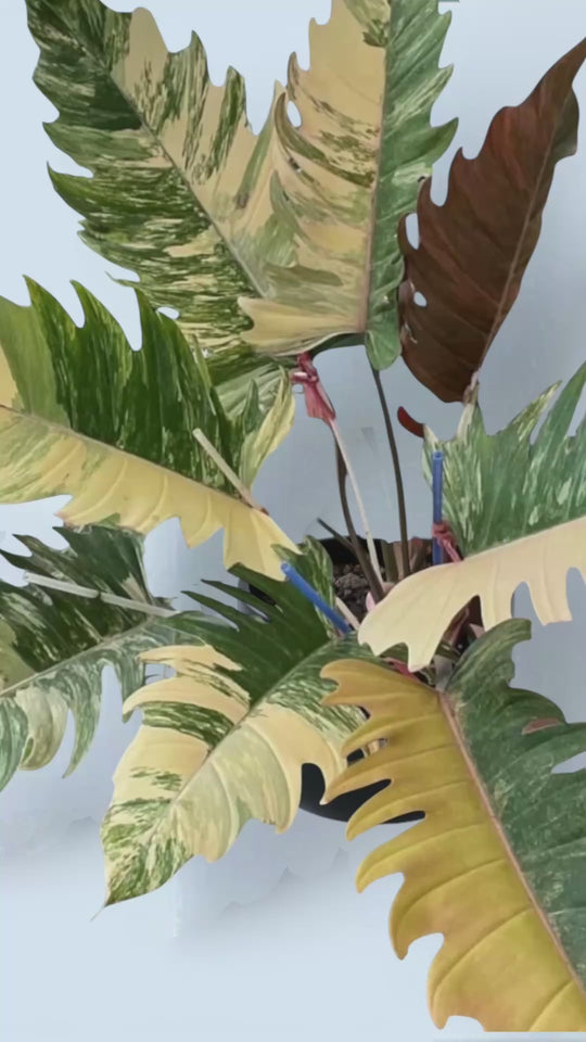 Caramel Marble Philodendron