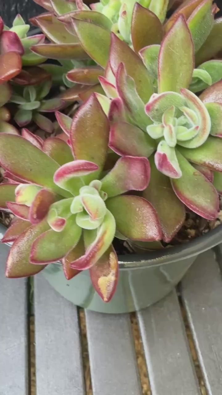 Ruby Slippers Succulent video