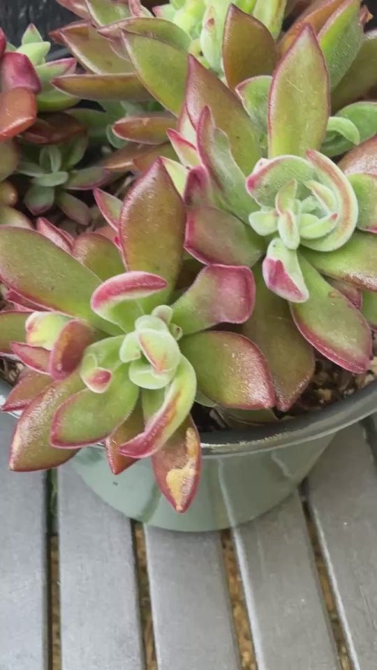 Ruby Slippers Succulent video