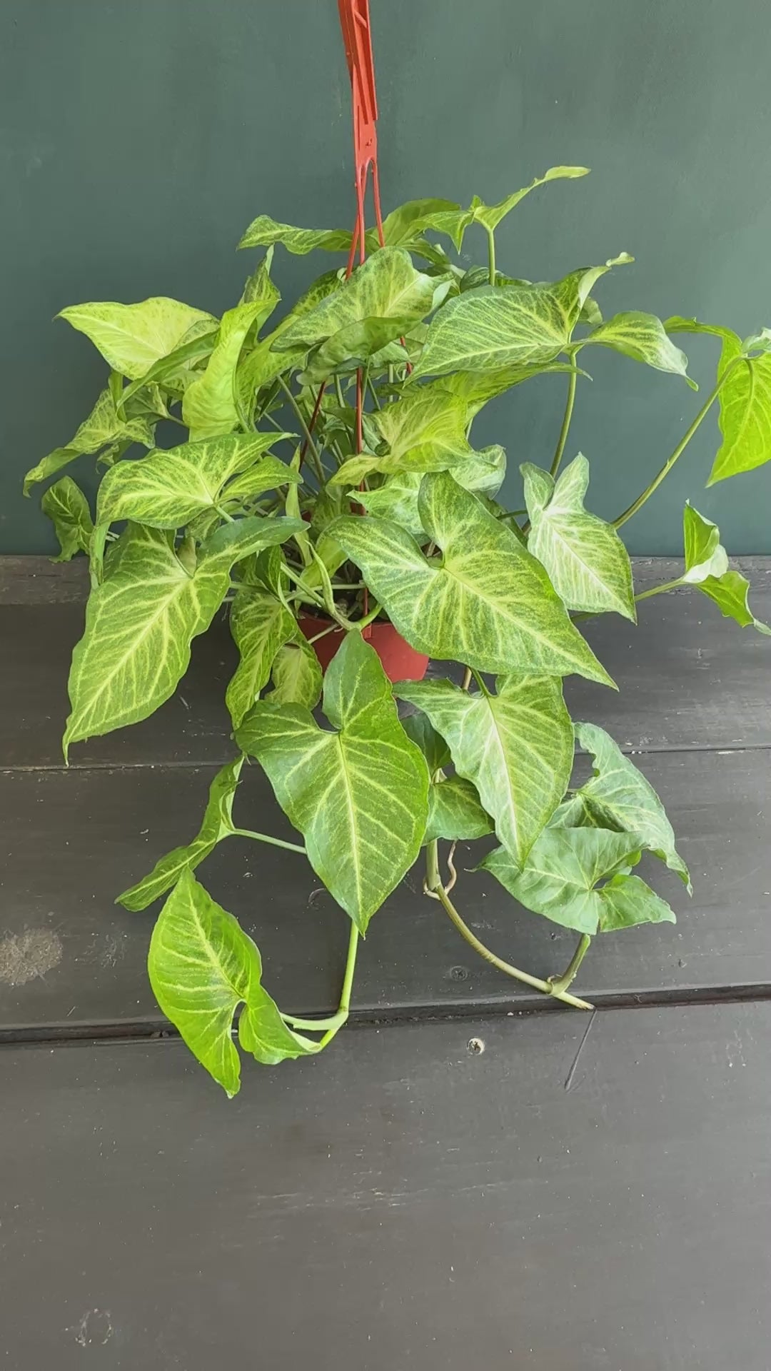 Syngonium Batik video