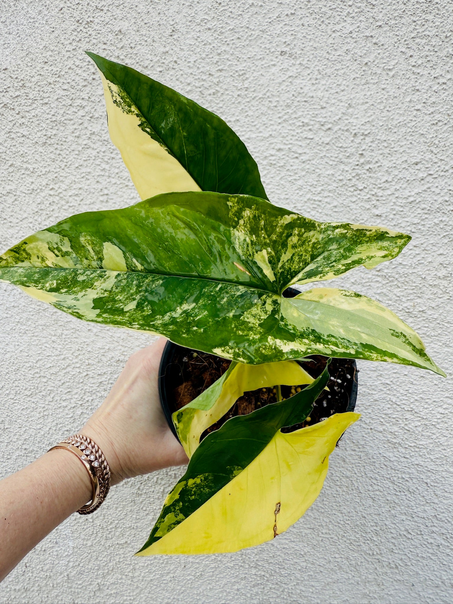 Syngonium Aurea for sale Plant Vault