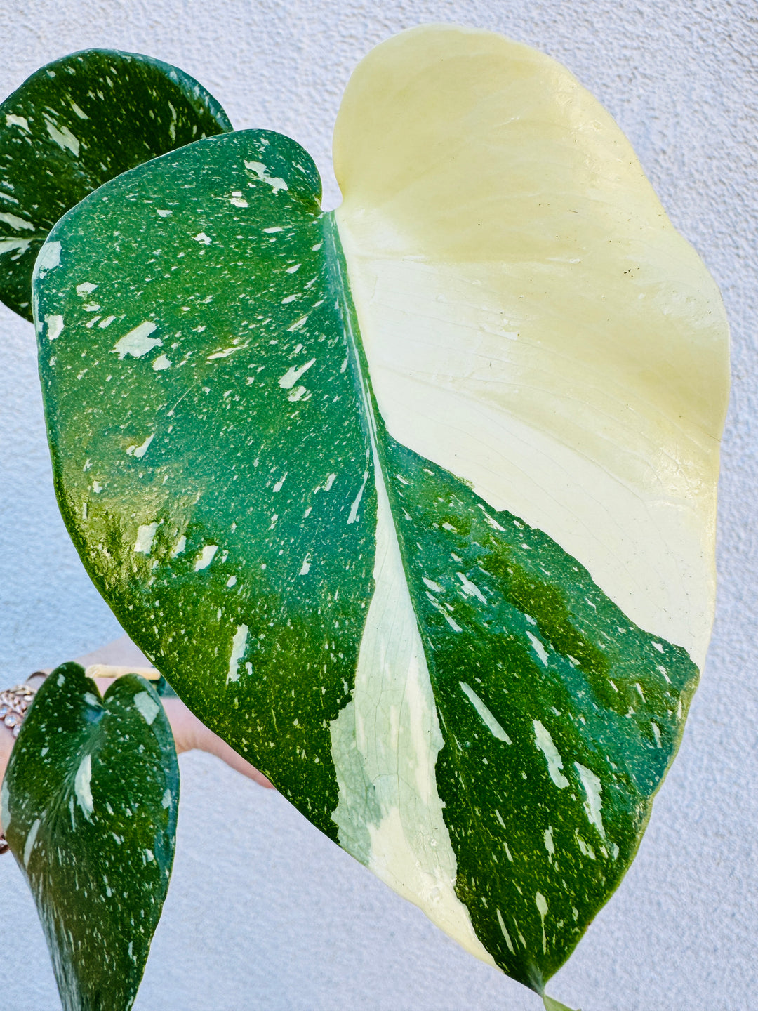 monstera deliciosa thai constellation for sale Monstera Thai Constellation 6" Grower's Choice