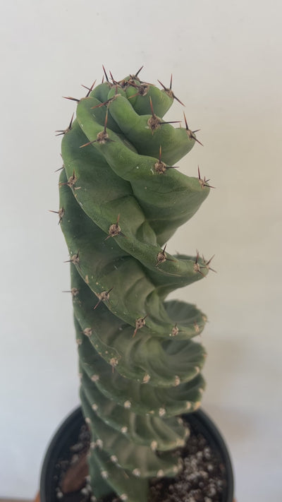 Large and Tall Spiral Cactus For Sale at Plant Vault - Encinitas California