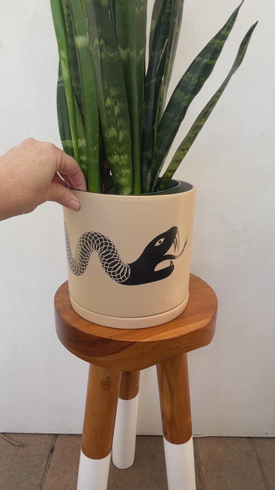 Sansevieria Snake Plant In Snake Planter Pot and Saucer - Buy From Plant Vault - Encinitas California