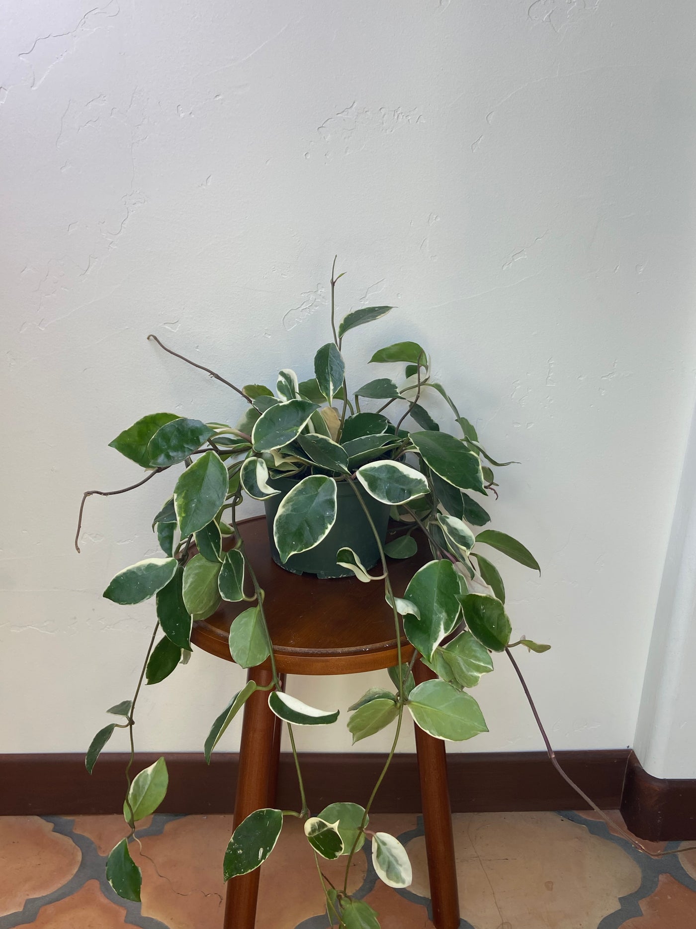 Hoya Carnosa 'Tricolor' (Krimson Queen) for sale near me - San Diego, California - Plant Vault