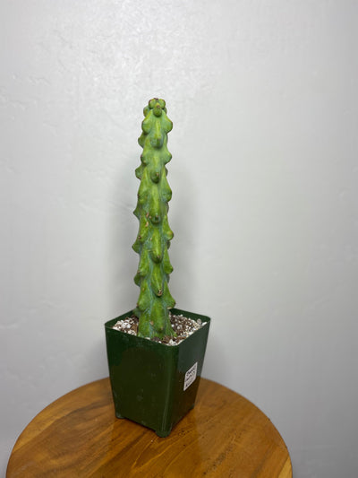 Boobie Cactus (Myrtillocactus Geometrizans Fukurokuryuzinboku) for sale near me - San Diego California - PlantVault