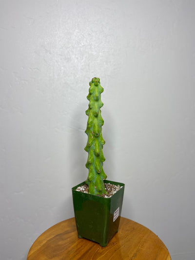 Tall Boobie Cactus (Myrtillocactus Geometrizans Fukurokuryuzinboku) for sale near me - Encinitas California - PlantVault