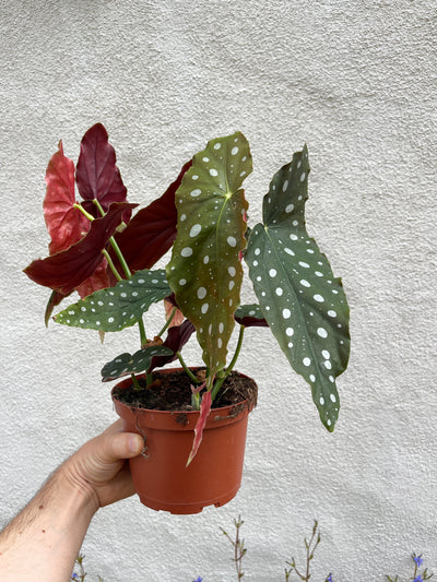 Large Polka Dot Begonia for Sale - Plant Vault San Diego California