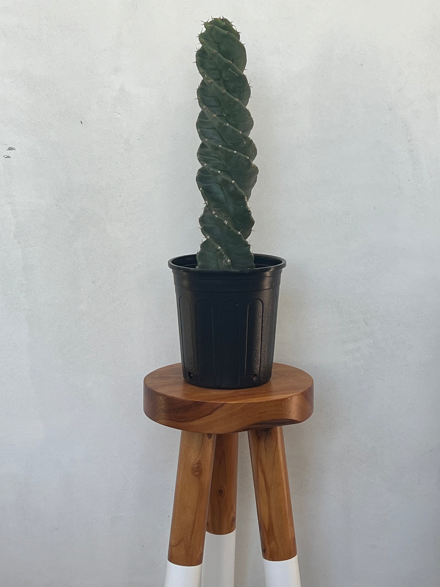 Large and Tall Twisted Cactus for purchase - Plant Vault Encinitas California