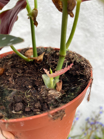 Trout Begonia for sale - Plant Vault Encinitas California