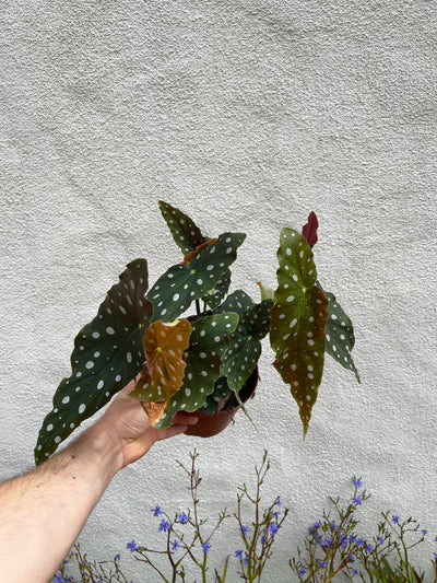 Polka Dot Begonia for sale - Plant Vault Encinitas California