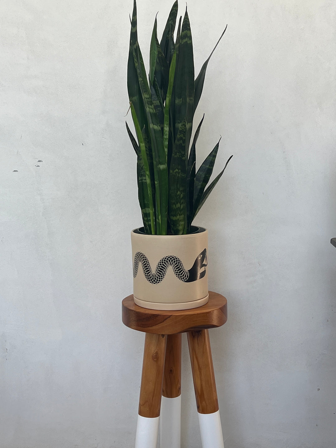 pot size for snake plant Designer Snake Planter Pot With Saucer – Plant Vault