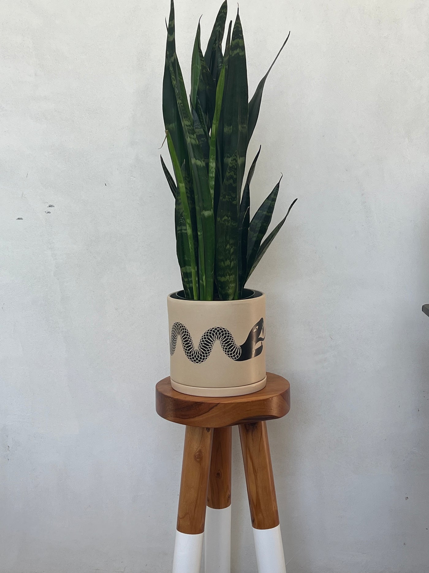 Snanseiveria Snake Plant in Snake Planter Pot with Saucer - Plant Vault San Diego California
