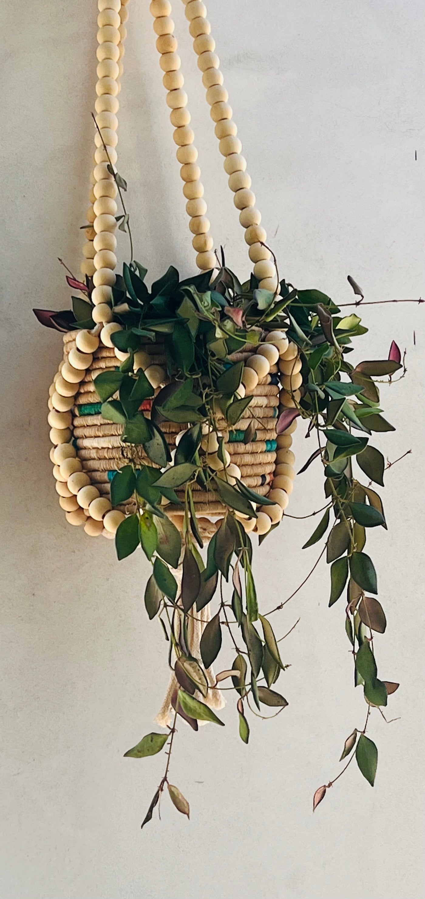 Hoya in a hanging Boho Handmade Woven Planter Pot