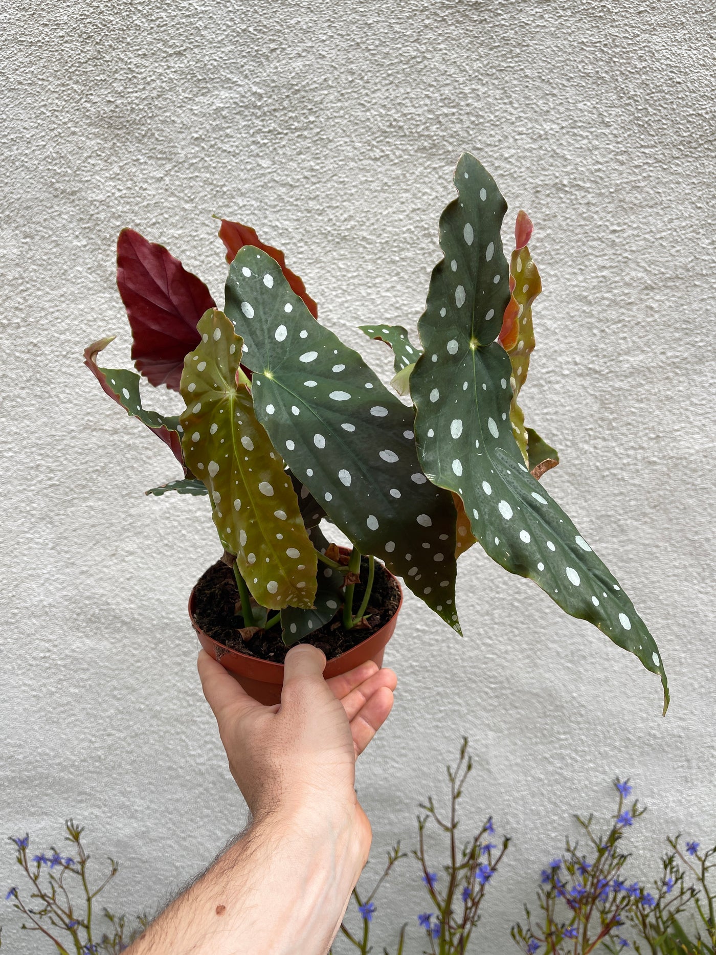 Large and Tall Polka Dot Angel Wing Begonia for sale - Plant Vault Encinitas California